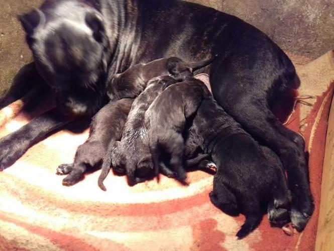 Cane Corso - vrhunski štenci 