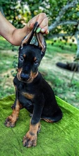 Doberman stenci