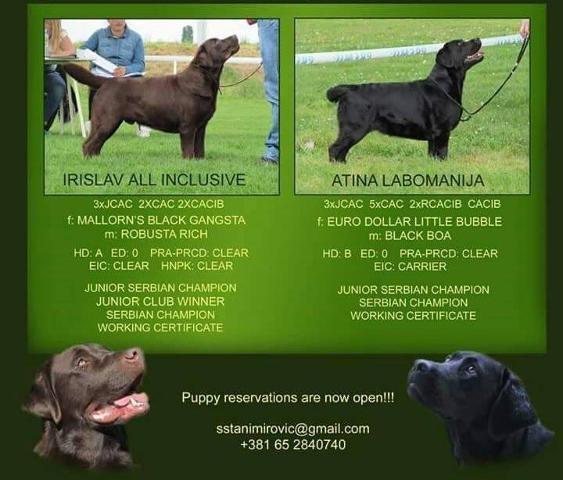 Stenci LABRADORA - vrhunskog porekla