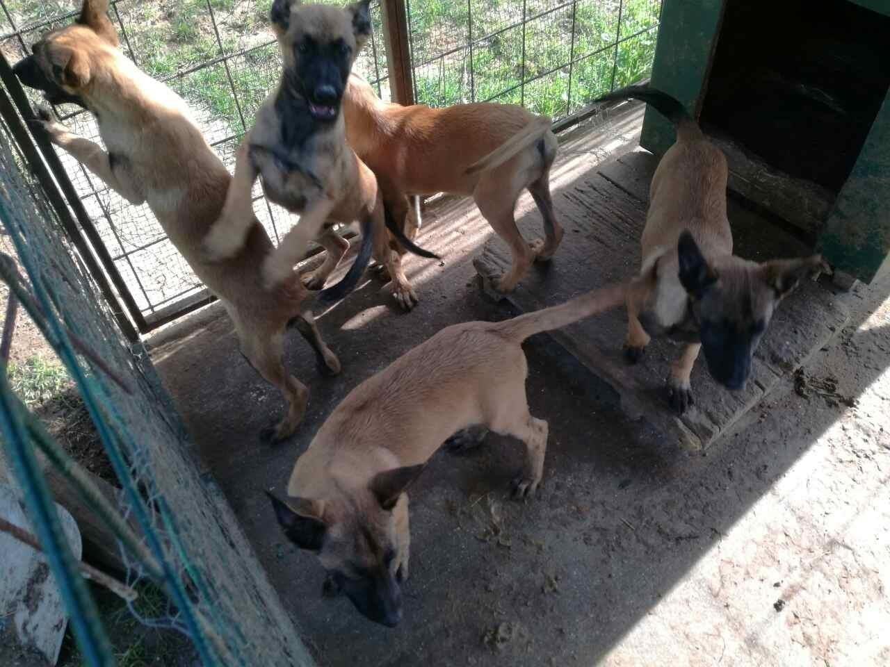 Belgijski-ovčar-Malinoa--štenci