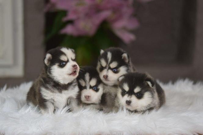 Prekrasne psiće Pomsky dostupne.