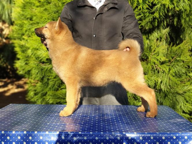 Koreanski Jindo pas štenci