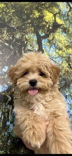 Maltipoo stenci 