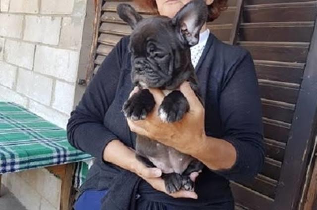Francuski buldog 