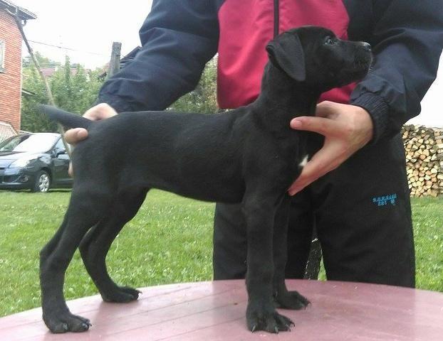CANE CORSO - stenci vrhunskog porekla