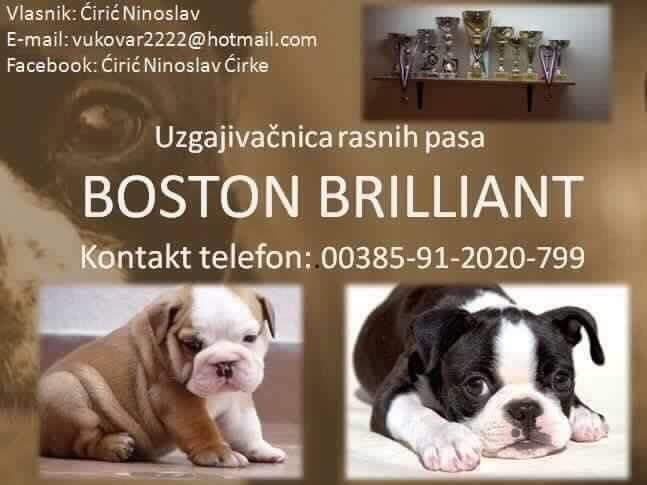 Boston BRILLIANT - rasni psi iz uzgojivacnice