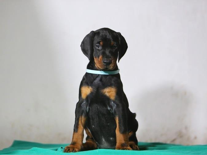 Doberman-štenad