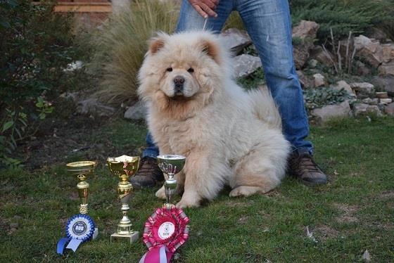 Chow chow cau cau stenad