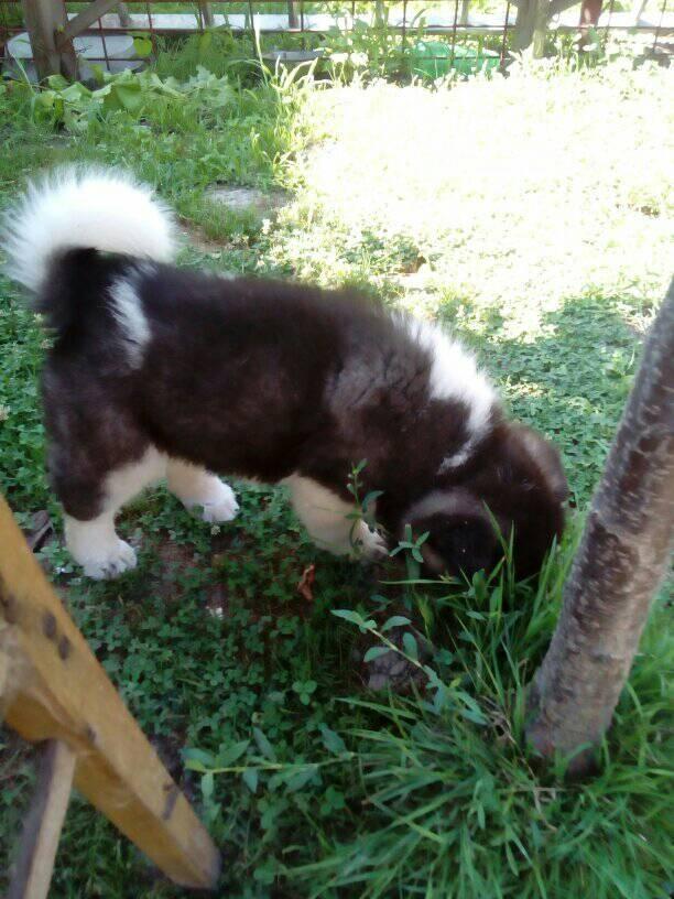 Američka-akita-štenci
