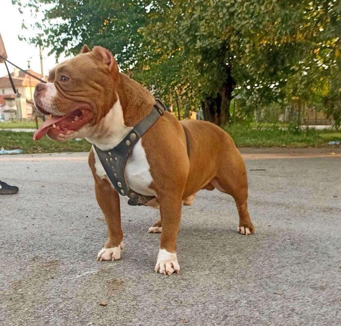American-bully-pocket-Zamena