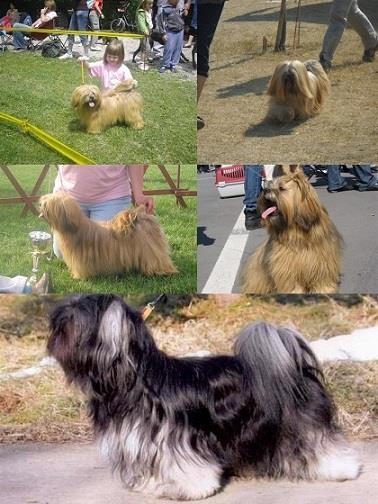 Lasa-Apso-štenad