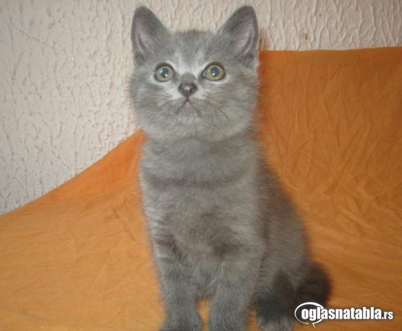 KARTUZIJSKI macici