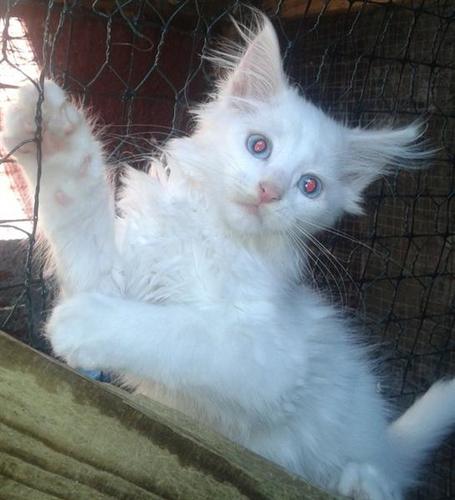 Maine Coon