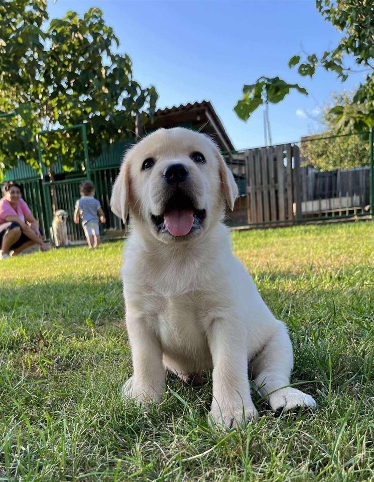 Labrador-Retriver-štenci-