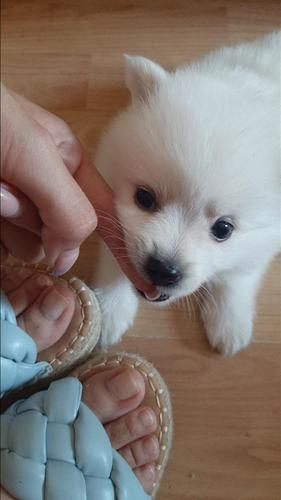 Pomeranski spic