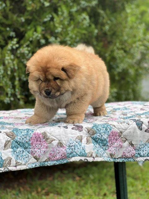 Cau-Cau--Chow-Chow--stenci