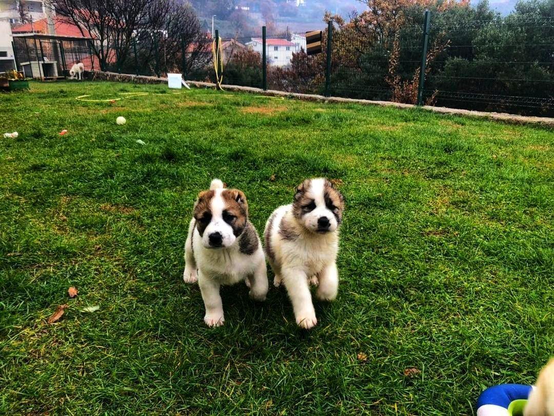 Štenad-na-prodaju-