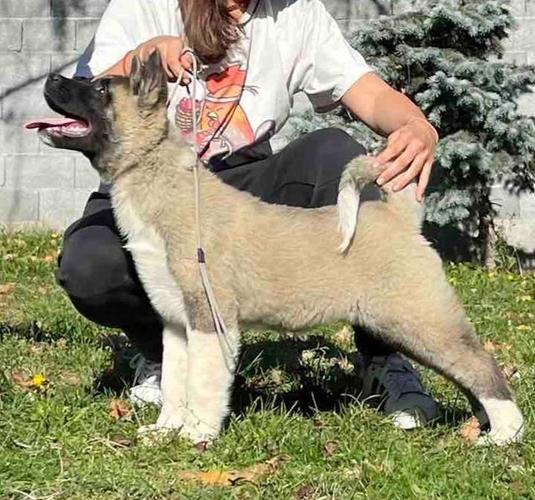 Američka akita