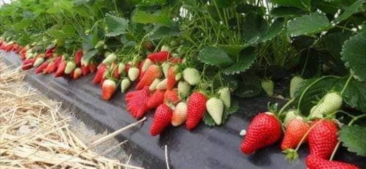 SADNICA-JAGODE-MJESECARKE-TEL-062780719