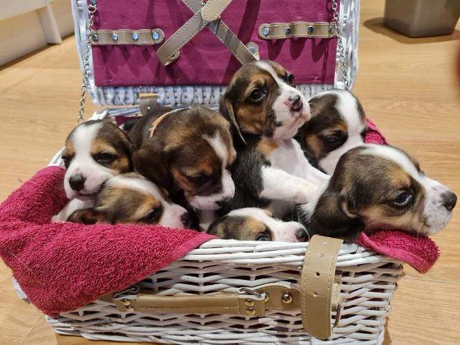Divni psići Beagle.