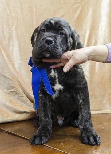 Cane corso štenci