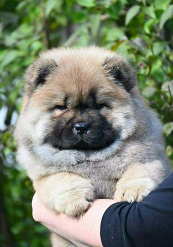 Chow Chow Cau Cau Čau Čau