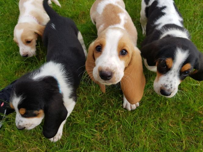 Prekrasne štene pasa Basset