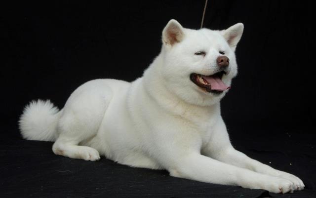 Akita-inu-stenci-beli-i-oranz-beli