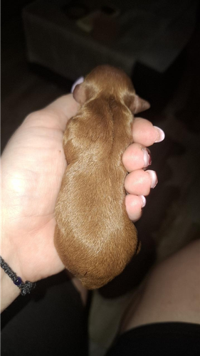 Toy pudla