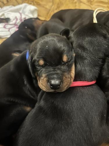 Stenci dobermana