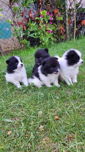 Pomeranac