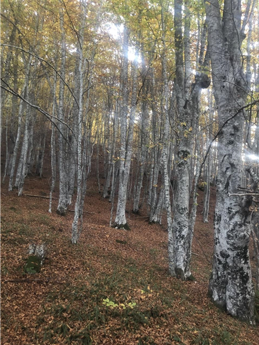 Prodaja zemlje sa sumom