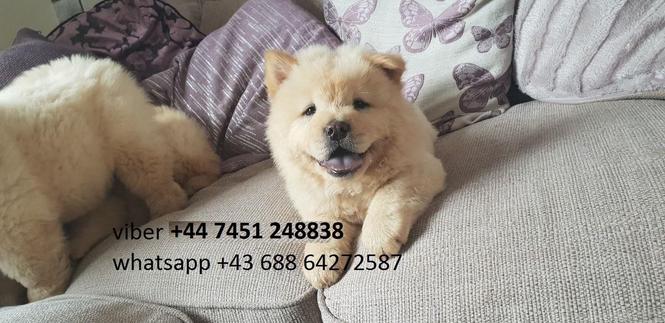 Chow Chows štenci dostupan