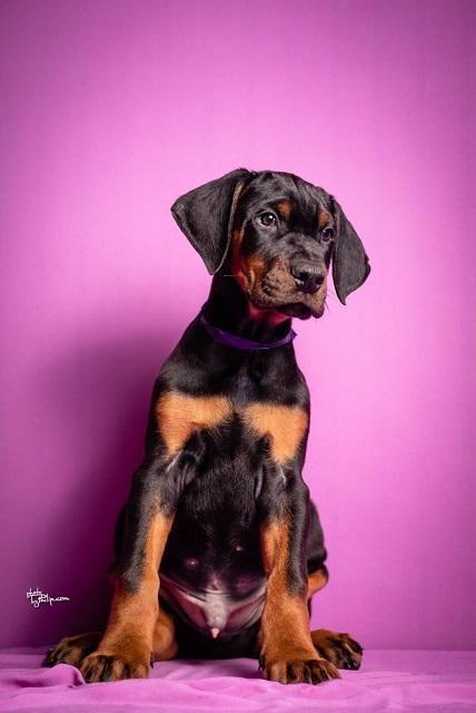 Štenci-dobermana--vrhunsko-poreklo