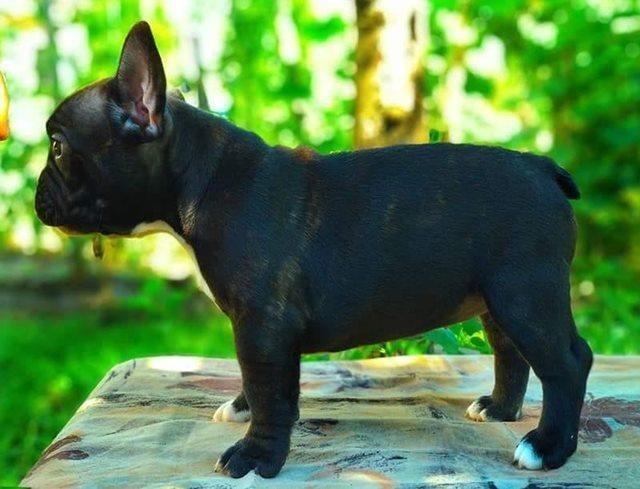 Francuski-buldog