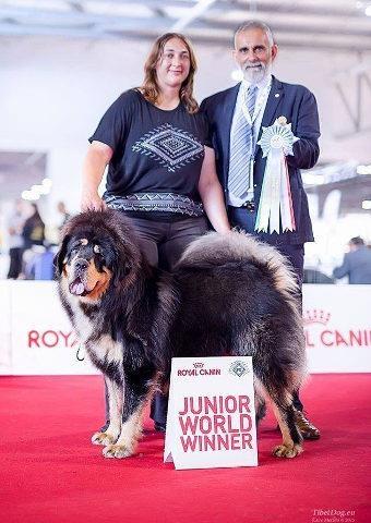 Tibetski Mastiff - stenci iz vrhunskog legla