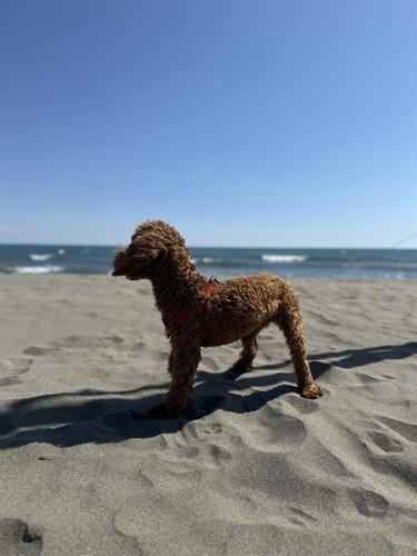 Pudlica