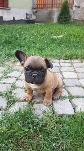 Francuski buldog stenci