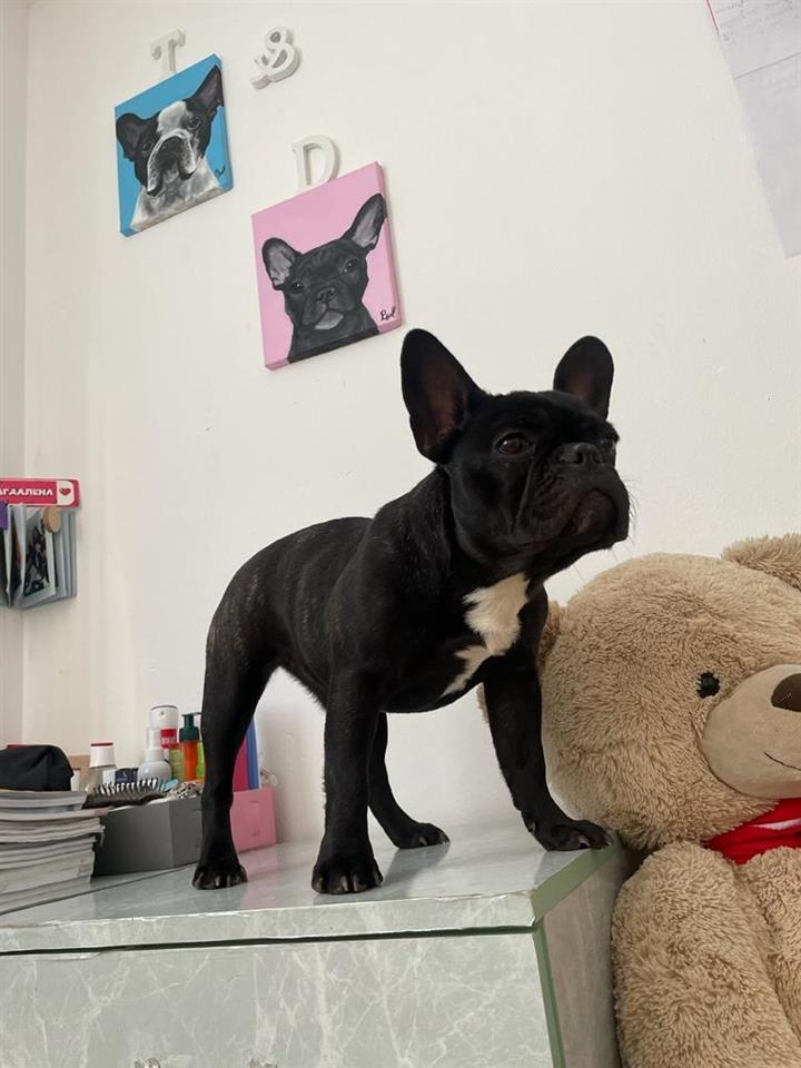 Francuski-buldog-