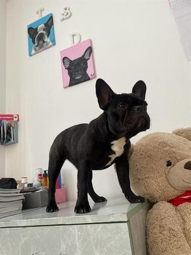 Francuski buldog 