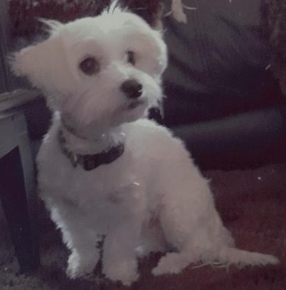 Mini maltezer (zenka) 