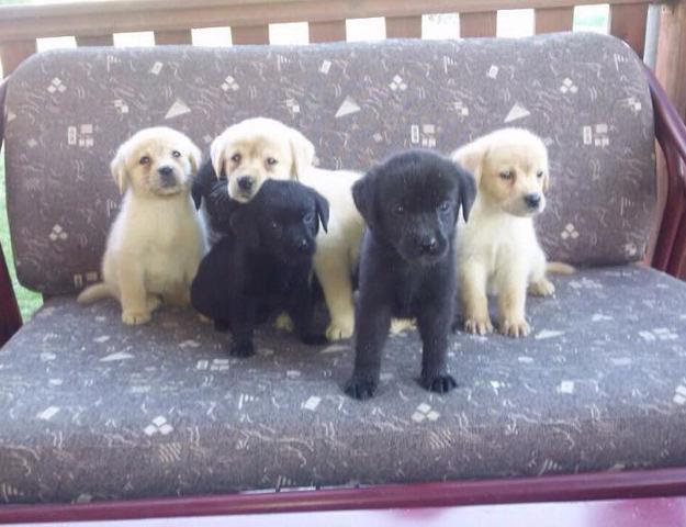 Labrador retriver - stenci