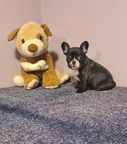 Francuski buldog