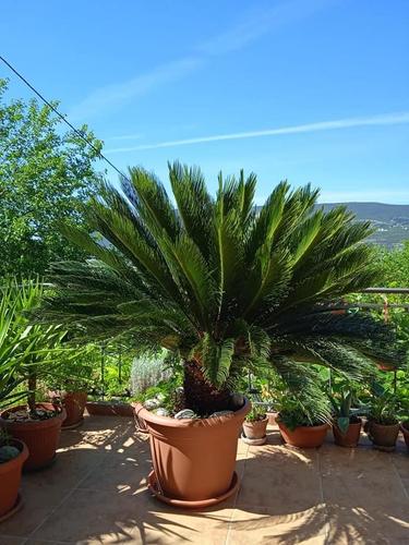 Palma na prodaju