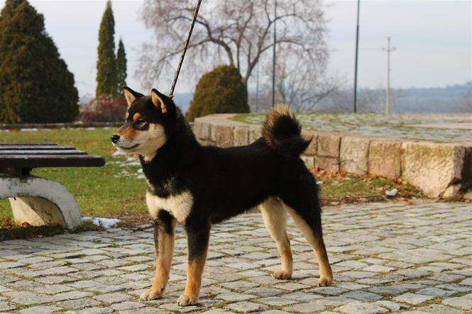 Shiba Inu štenci