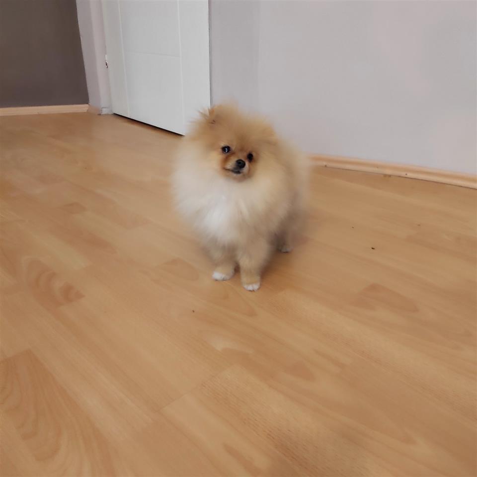 Pomeranac-PRELEPI-štenci