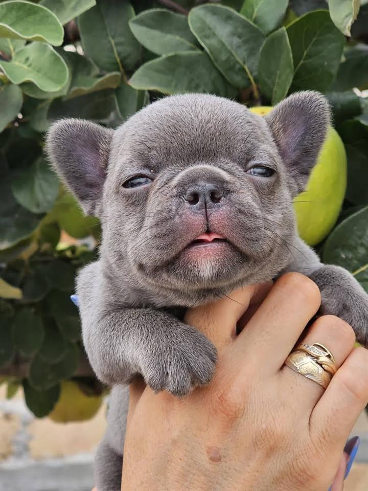 FRANCUSKI-BULDOG---egzotičnih-boja