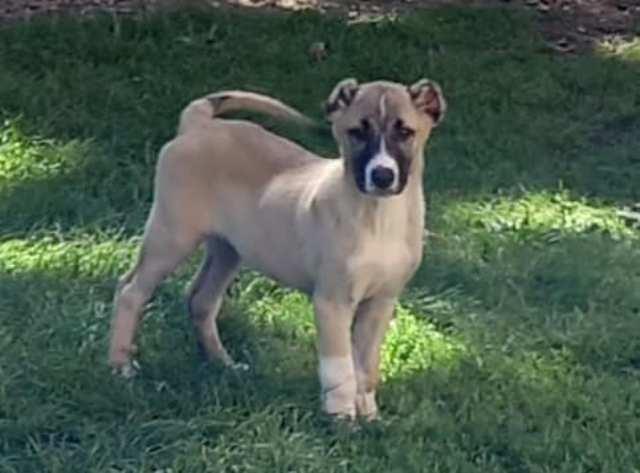 Turski kangal štenci