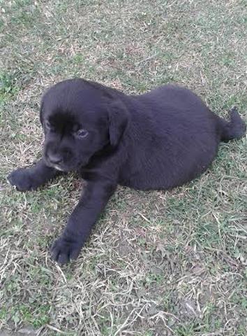 LABRADOR retriver stenci - roditelji vrhunski