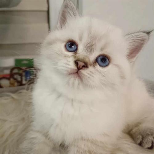 British shorthair sa rodovnik